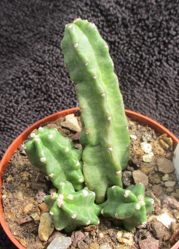 Echinocereus pentalophus - echinocereus,