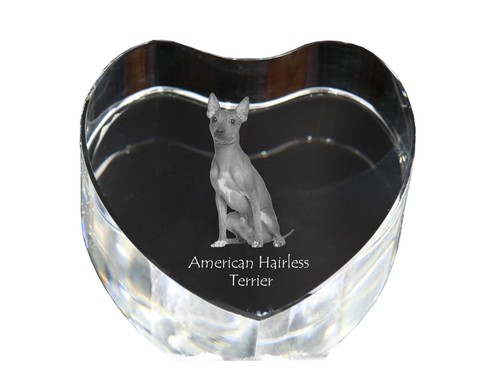 American hairless terrier - american,