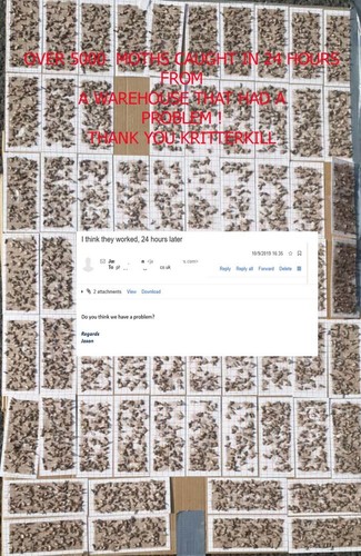 Clothes moth trap - moth,