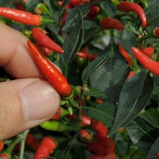 Chilli Pepper 'Demon Red'