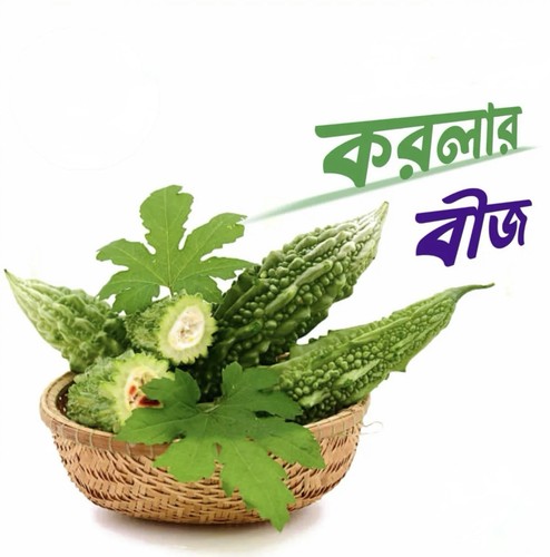 Fresh bitter gourd - fresh, karela