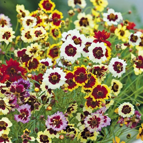 Plains coreopsis mixed colors - coreopsis,