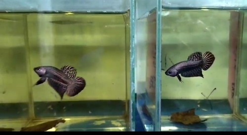 Copper alien betta male - copper,