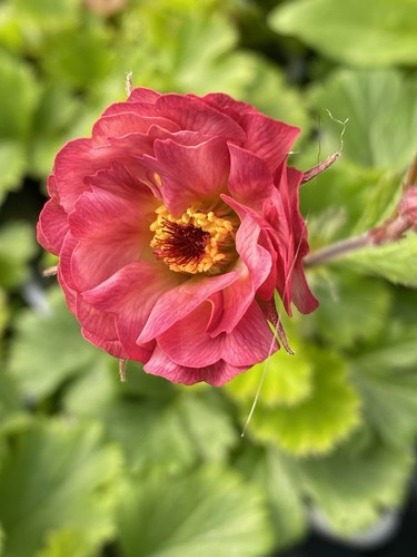 Geum mai tai - mai,