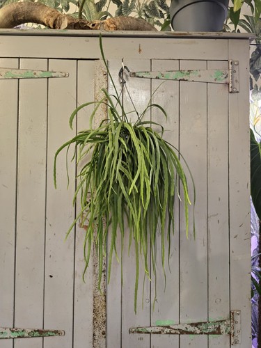 Lepismium bolivianum the - lepismium,