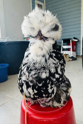 12ct silkie hatching eggs - hatching,