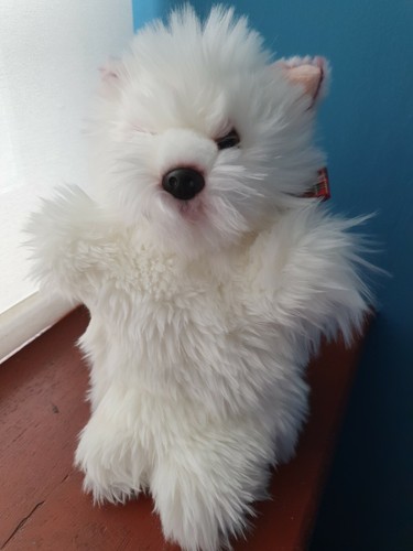 West highland terrier - highland,
