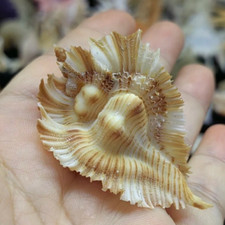 Pterynotus Miyokoae Murex