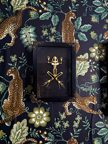 Frog skeleton taxidermy