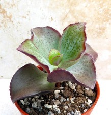 Crassula Arborescens Undulatifolia Succulent House Plant Indoor Bareroot