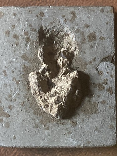 Rare oxford clay - rare, cephalopod