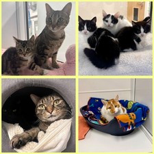 CAN YOU BUY THE CATS IN OUR