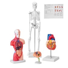VEVOR Human Anatomy Models Bundle Set, Brain, Human Torso Body, Heart, Skeleton