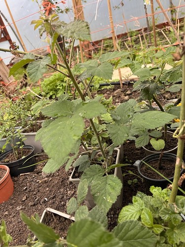 Thornless blackberry pot - 2,