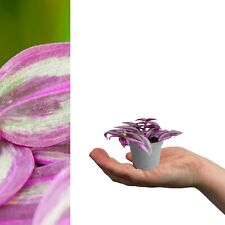 Tradescantia Pink Paradise in