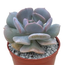 Echeveria 'Cubic Frost' - UK