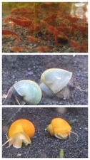 10 Fire Red Neocaridina