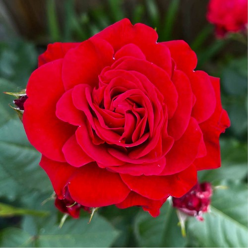 Harkness roses hybrid tea - roses,,