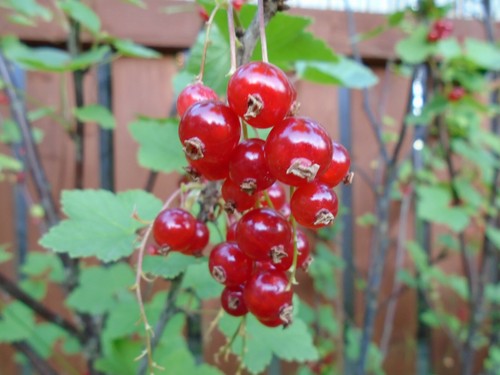 100 redcurrant seeds juicy - x,