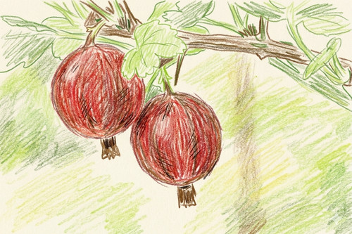 Gooseberry hinnonmaki red - hinnonmaki,