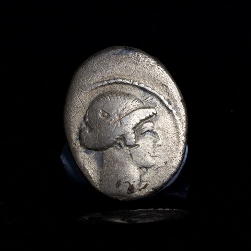 Considius paetus silver - t, paetus,