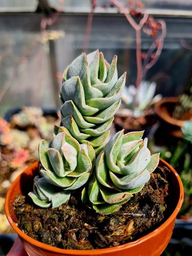 Crassula pangolin the - |,