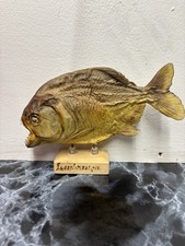 Vintage Taxidermy Mounted