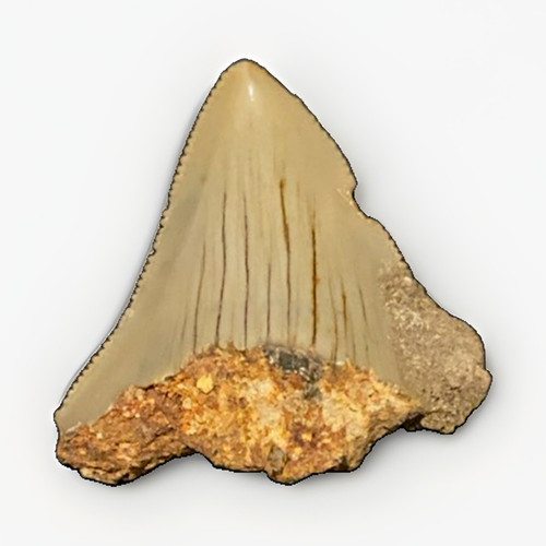 Beautiful megalodon - 1.3”,