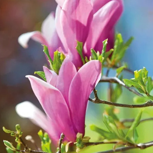 Magnolia susan plant 9cm - susan,