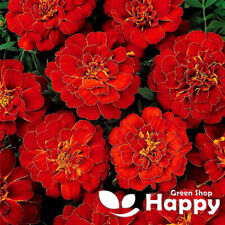 FRENCH MARIGOLD - Double Brocade Red - 350 SEEDS - Tagetes patula nana - FLOWER