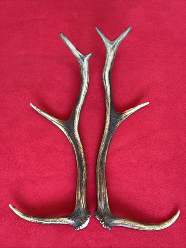 Pair red deer antlers - red,