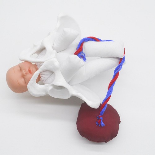 Female pelvis model with baby - pelvis,