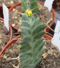 EUPHORBIA VIROSA - attractive