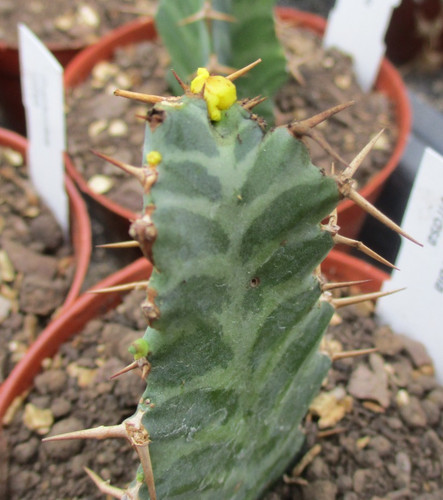Euphorbia virosa attractive - virosa,