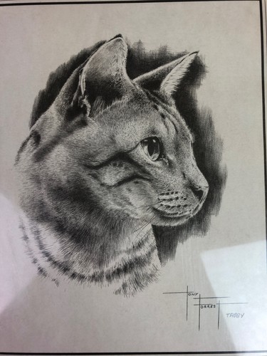 Tony forrest tabby - tony,