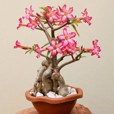 Vibrant Pink Desert Rose
