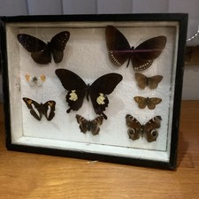 vintage taxidermy Moth