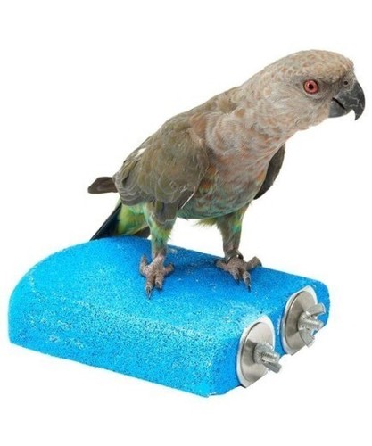 Parrot supplies nail - parrot-supplies, trimming