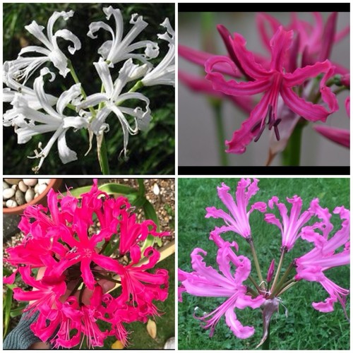 Nerine bowdenii mixed x - bowdenii,