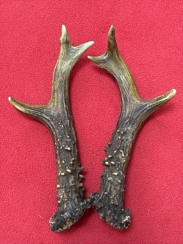 Pair roe deer antlers 189g - pair, of
