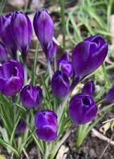 10 Purple Crocus 'Aqua' Spring