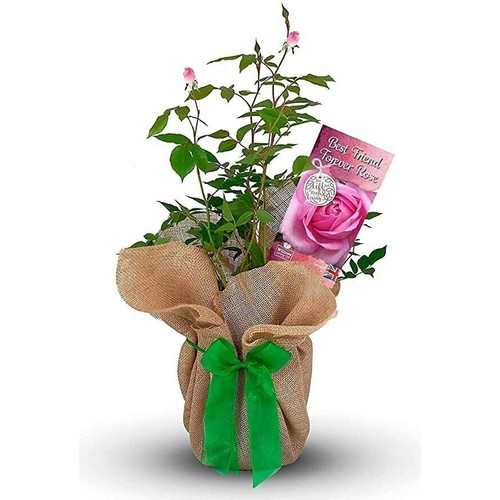 Best friend forever rose bush - rose,