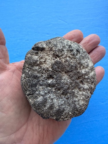 Fossil whale vertebrae - ⭐️fossil,