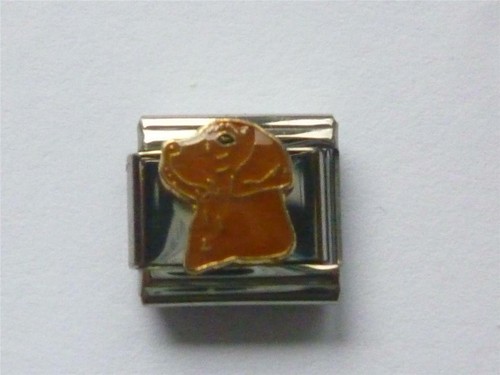 Chocolate labrador dog - chocolate,
