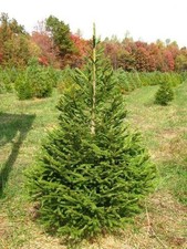 10 X Norway Spruce Christmas