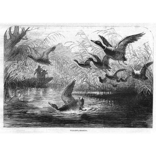Hunting wild fowl - fowl, shooting