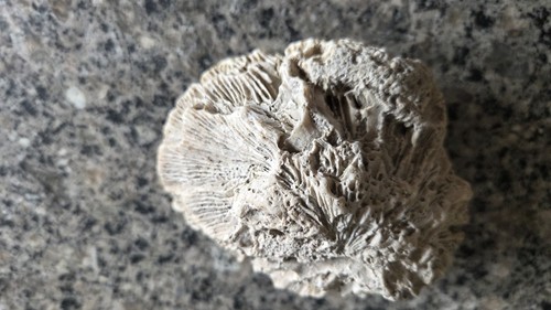 Antique marine fossil - antique,