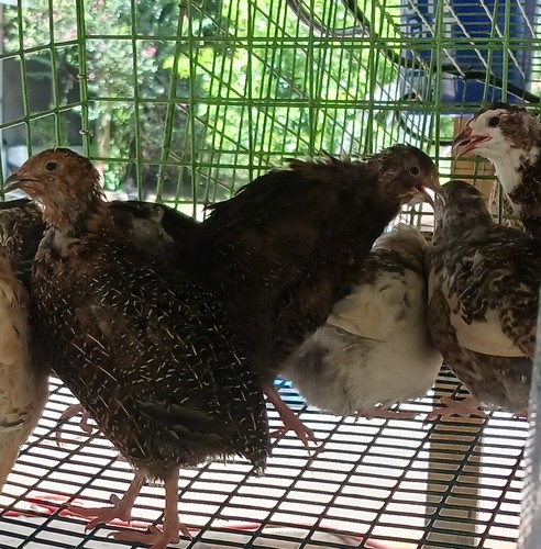 Lucky dip various coturnix - various,