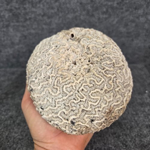 Brain coral reef specimen - brain,