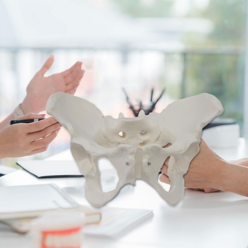 Female pelvis model - model, skeleton